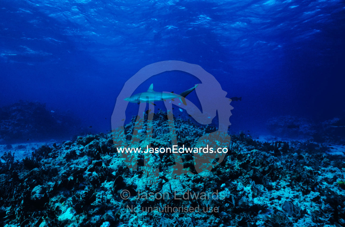 A Grey Reef Shark hunts for prey in clear waters over a tropical reef. Coral Sea, Queensland, Australia