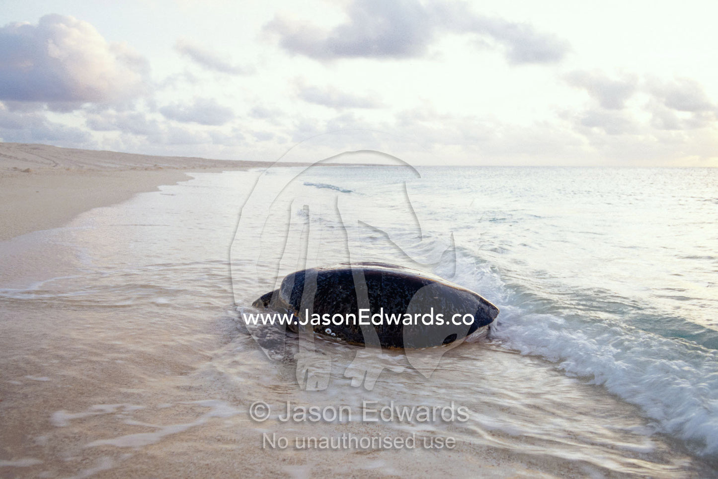 A Green Sea Turtle clambers ashore to lay eggs on an sandy island. Coral Sea, Queensland, Australia