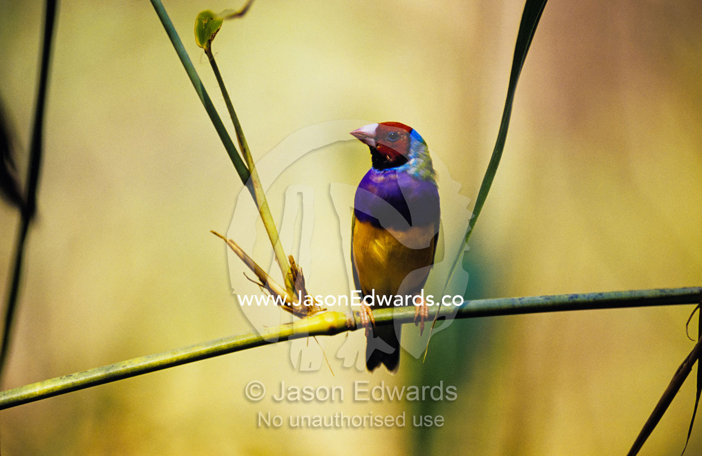 A colorful endangered Gouldian Finch roosting on a grass reed stem. Territory Wildlife Park, Northern Territory, Australia
