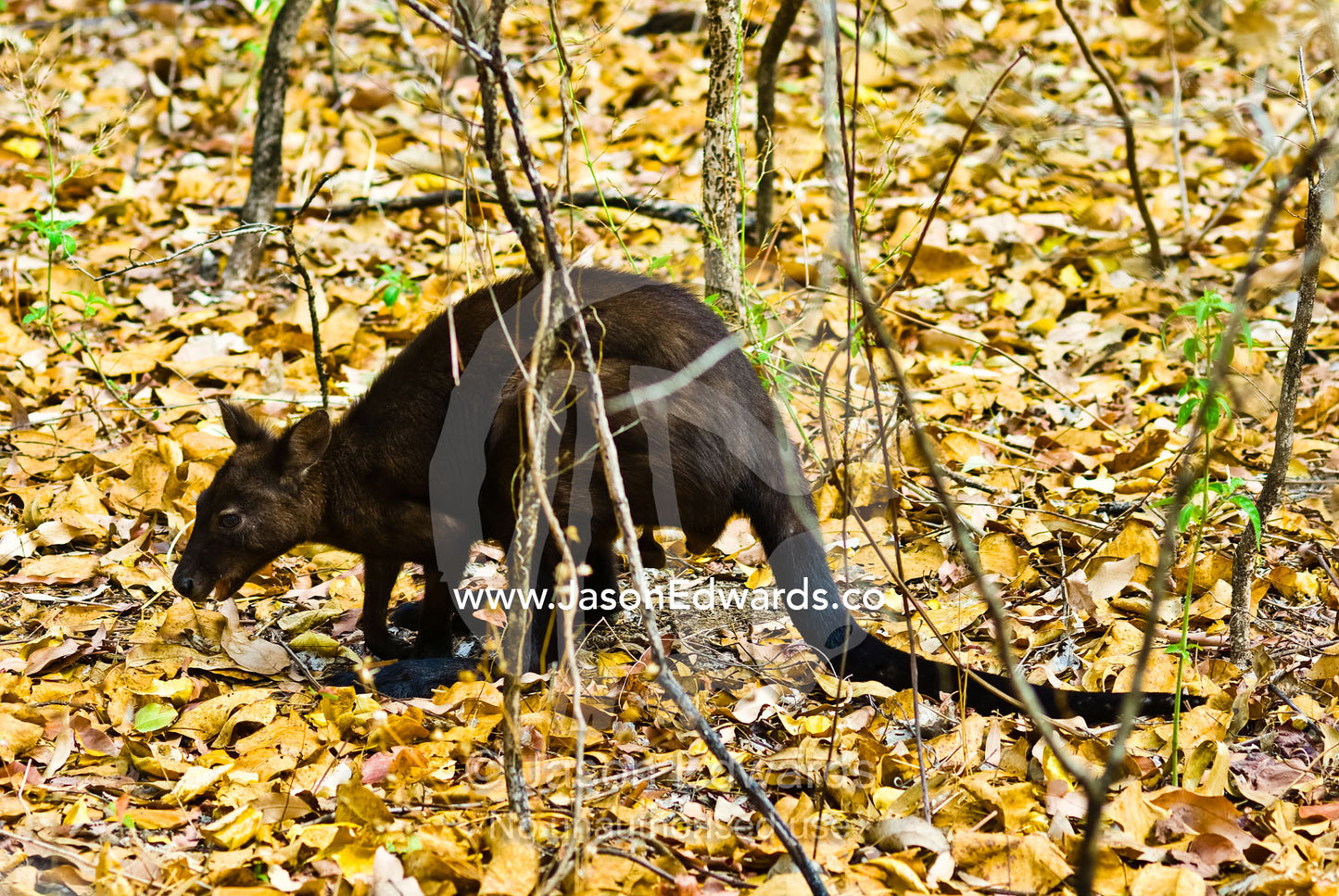 A black wallaroo feeds amongst dry leaf litter in the understory. Nourlangie, Nawurlandja, Anbangbang Billabong, Kakadu National Park, Northern Territory, Australia.