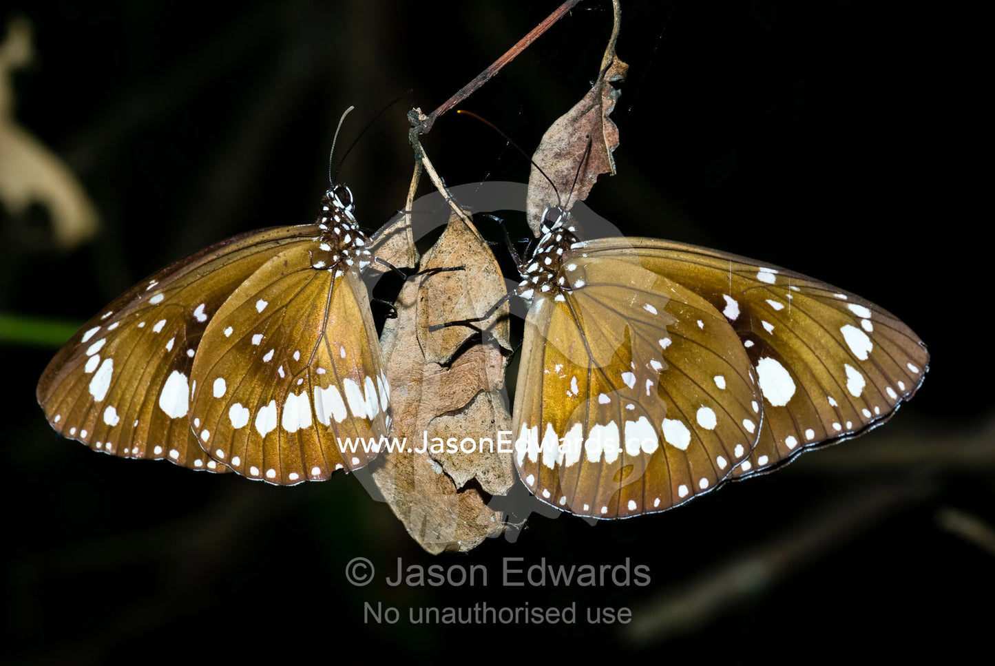 A pair of Oleander butterflies roost on a hanging dry leaf at night. Home Billabong, Yellow Water, South Alligator River floodplain, Kakadu National Park, Northern Territory, Australia.