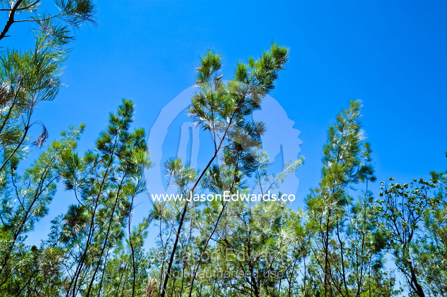 A stand of sapling Fern-leaved Grevillea blowing in the wind. Kakadu National Park, Northern Territory, Australia.