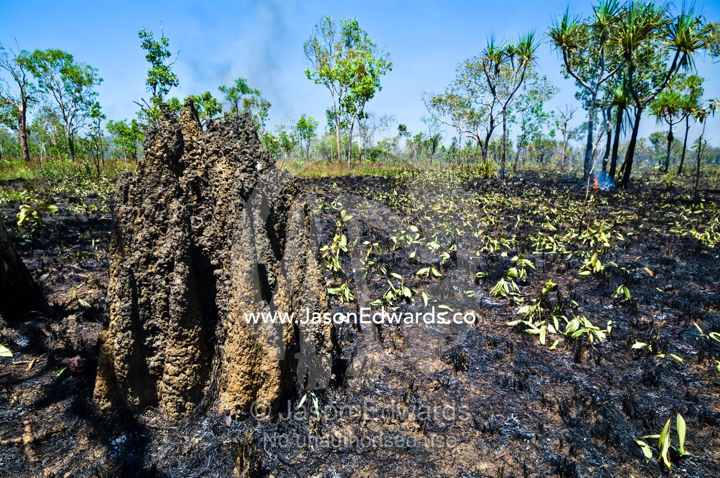 A blackened termite mound after fire destroyed a Top End grassland. Kakadu National Park, Northern Territory, Australia.