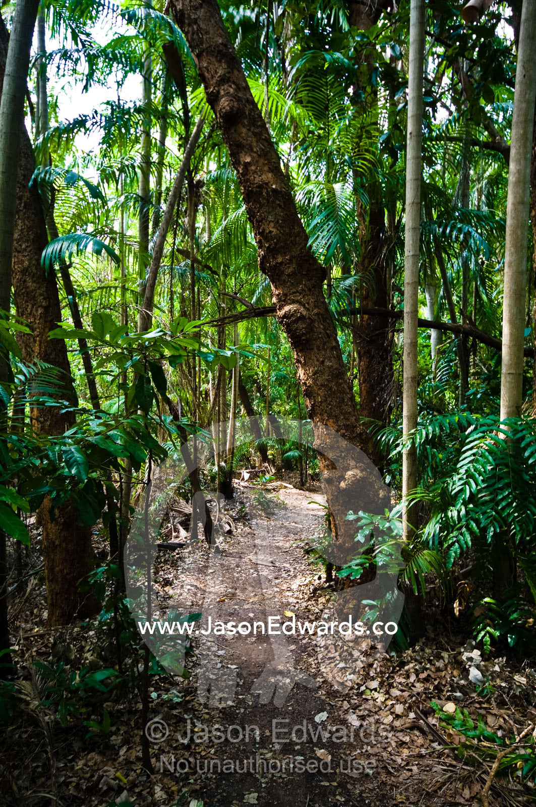 A walking path winds through a sunlit Tropical Monsoon rainforest. Litchfield National Park, Northern Territory, Australia.