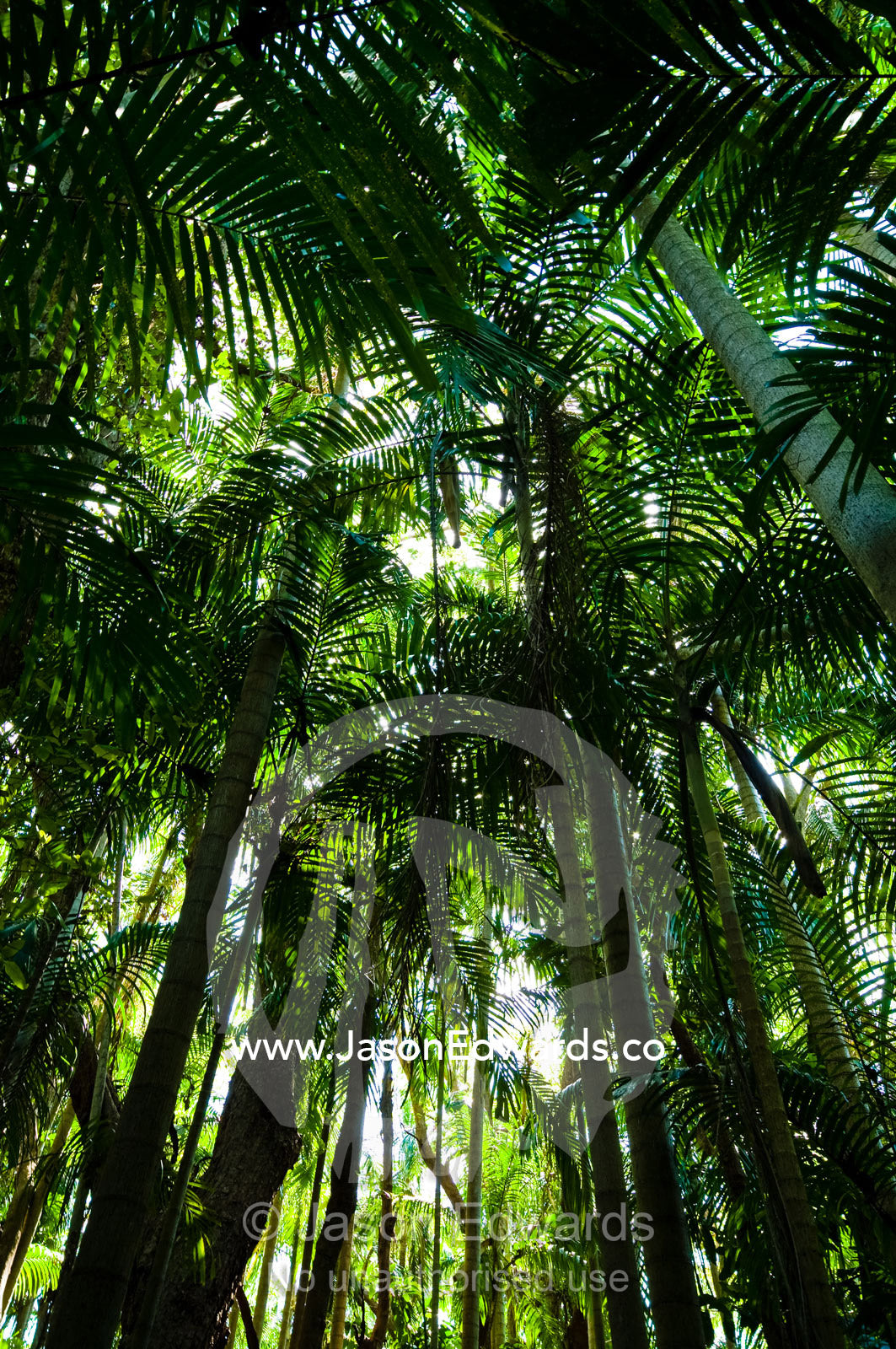 A dense green palm frond canopy in a Tropical Monsoon rainforest. Litchfield National Park, Northern Territory, Australia.