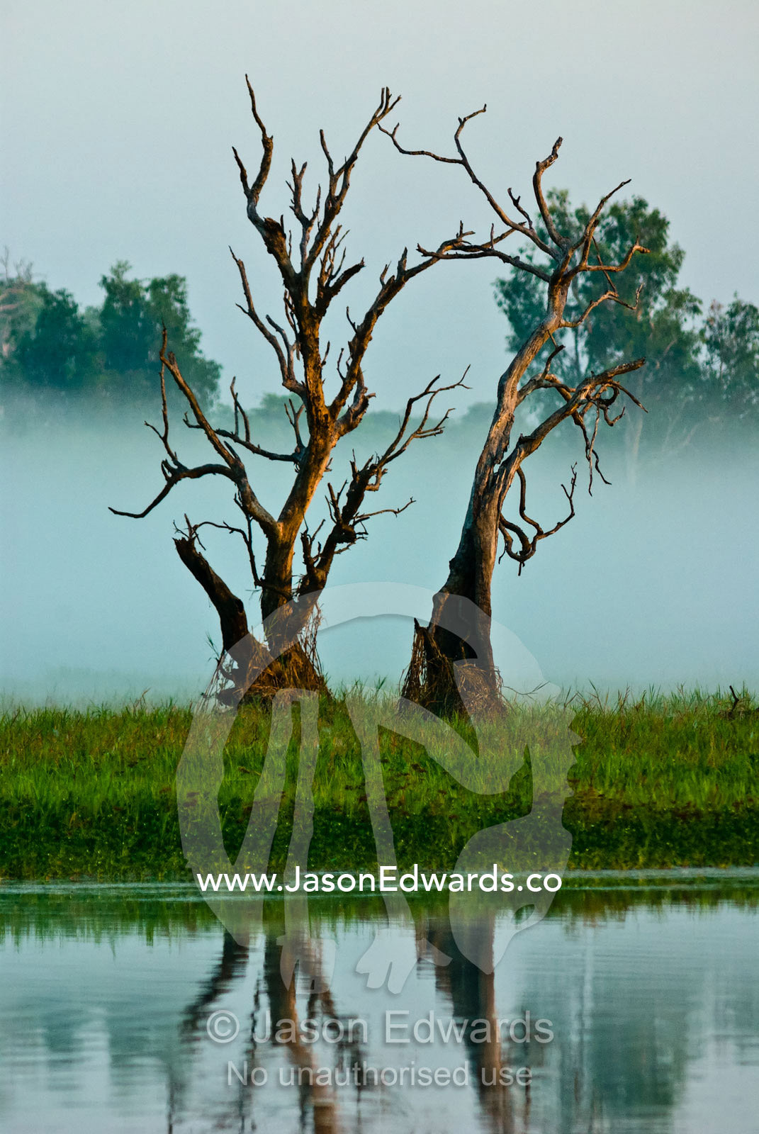 Dead, twisted tree stags in a calm mist shrouded billabong before dawn. Yellow Water Billabong, Jim Jim Creek, South Alligator River, Kakadu National Park, Northern Territory, Australia.