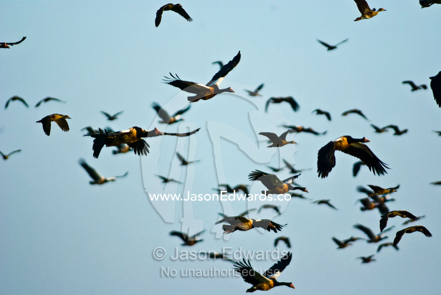 A vast flock of magpie goose swarm over a wetland floodplain at dawn. Yellow Water Billabong, Jim Jim Creek, South Alligator River, Kakadu National Park, Northern Territory, Australia.