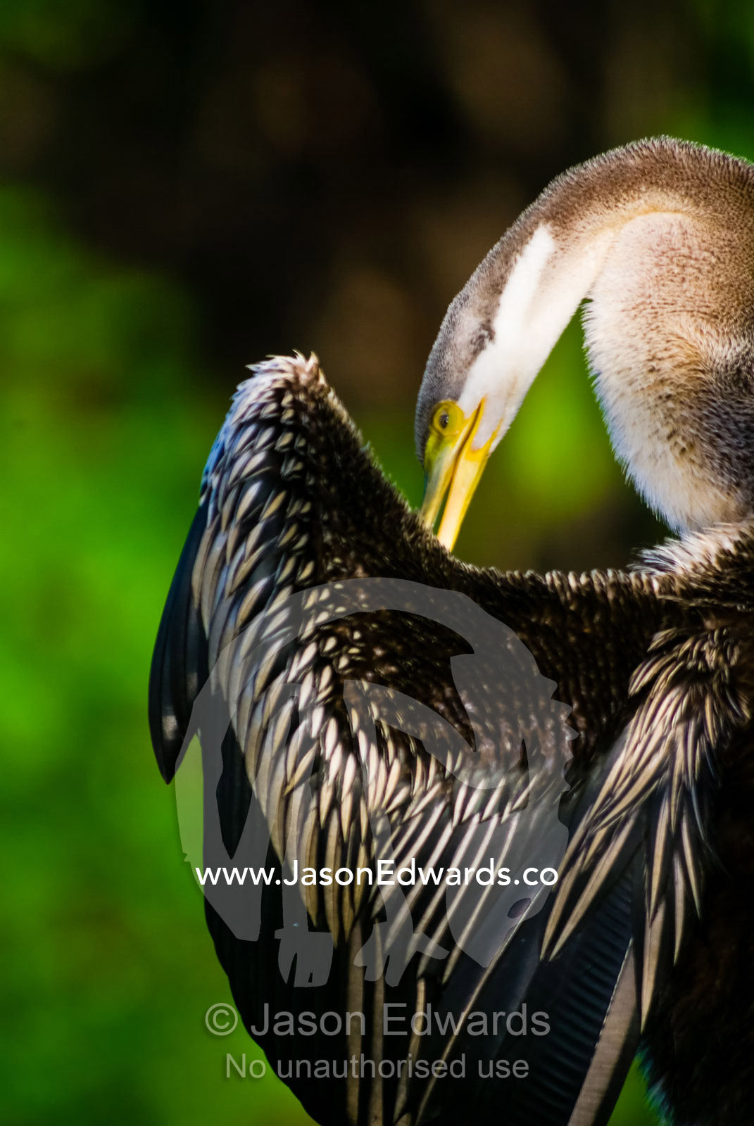 A roosting Australian darter dries and preens its wing feathers. Yellow Water Billabong, Jim Jim Creek, South Alligator River, Kakadu National Park, Northern Territory, Australia.