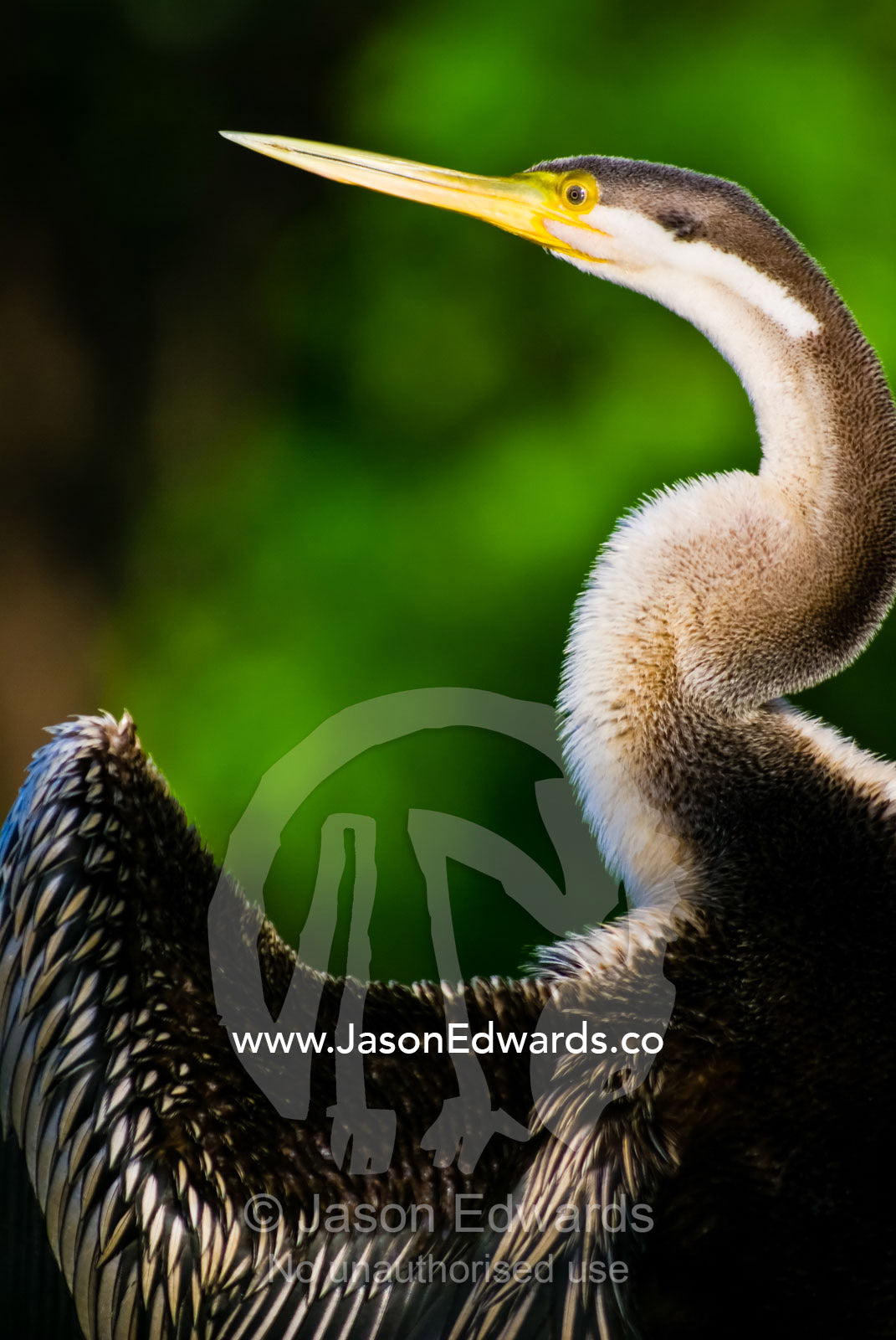 A roosting long-necked Australian darter drying its wing feathers. Yellow Water Billabong, Jim Jim Creek, South Alligator River, Kakadu National Park, Northern Territory, Australia.