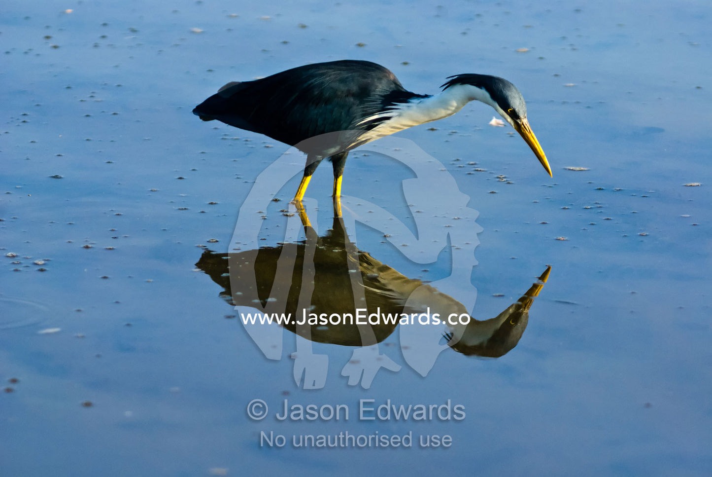 An elegant pied heron stalks fish whilst hunting in a still wetland. Yellow Water Billabong, Jim Jim Creek, South Alligator River, Kakadu National Park, Northern Territory, Australia.