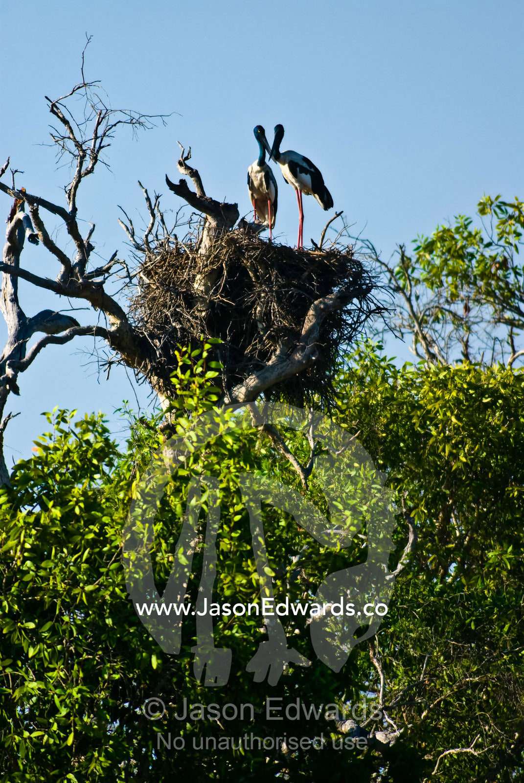 A pair of black-necked storks standing on their enormous twig nest. Yellow Water Billabong, Jim Jim Creek, South Alligator River, Kakadu National Park, Northern Territory, Australia.