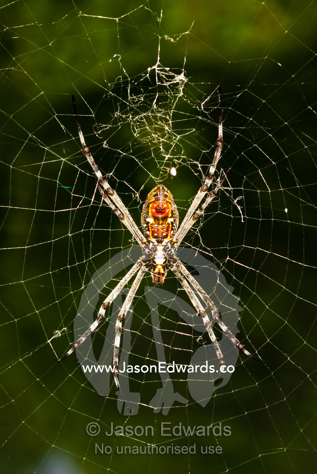 A St. Andrew's Cross spider resting in the center of its silk org web. Wangi Falls, Litchfield National Park, Northern Territory, Australia.