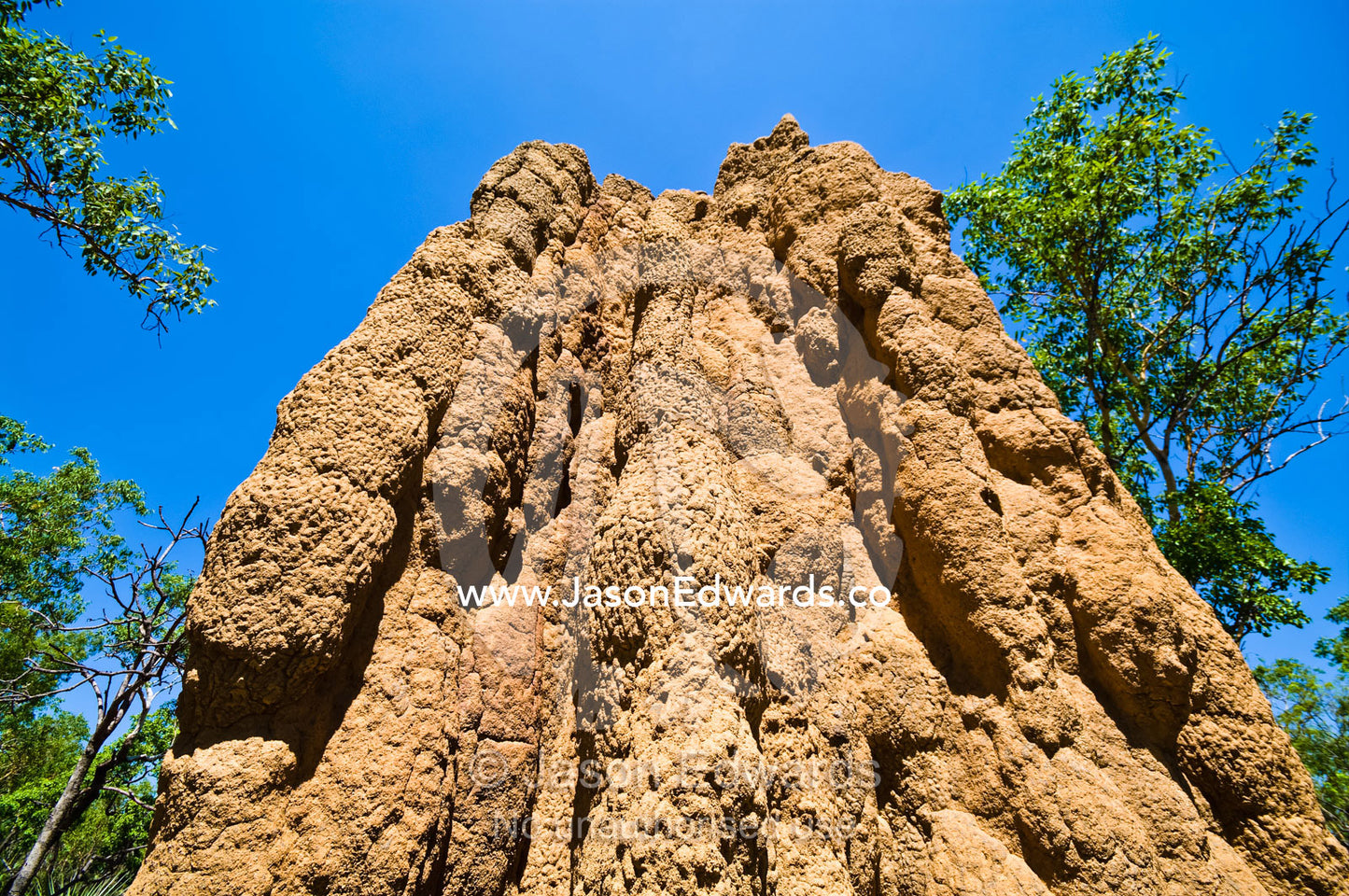 The textured and folded spire of a towering Cathedral termite mound. Litchfield National Park, Northern Territory, Australia.