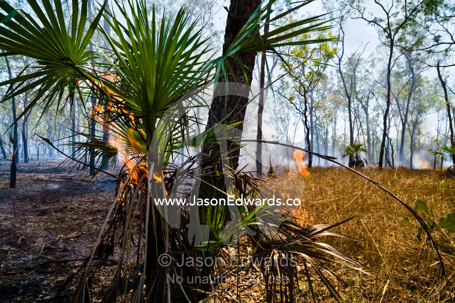 A fire burns sand palm fronds in sorghum grasslands and open woodland. Litchfield National Park, Northern Territory, Australia