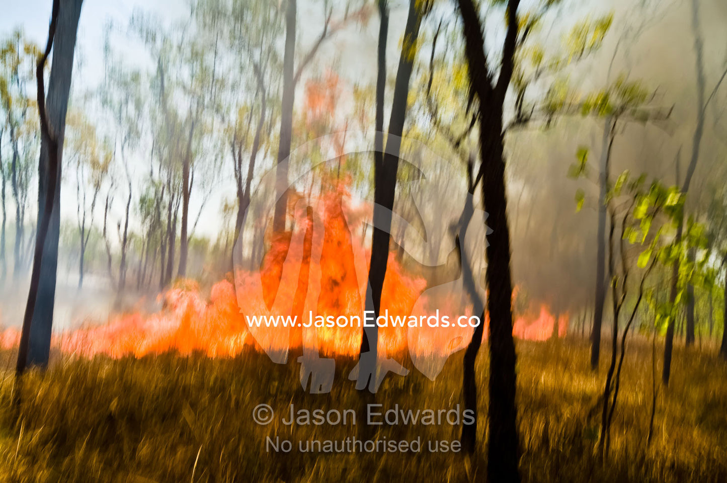 Raging flames burn Top End tropical grasslands and open woodland. Litchfield National Park, Northern Territory, Australia.
