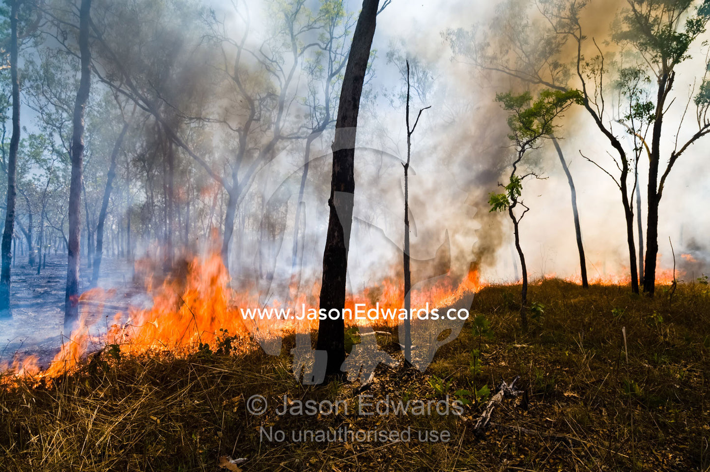 Raging flames burn Top End tropical grasslands and open woodland. Litchfield National Park, Northern Territory, Australia.
