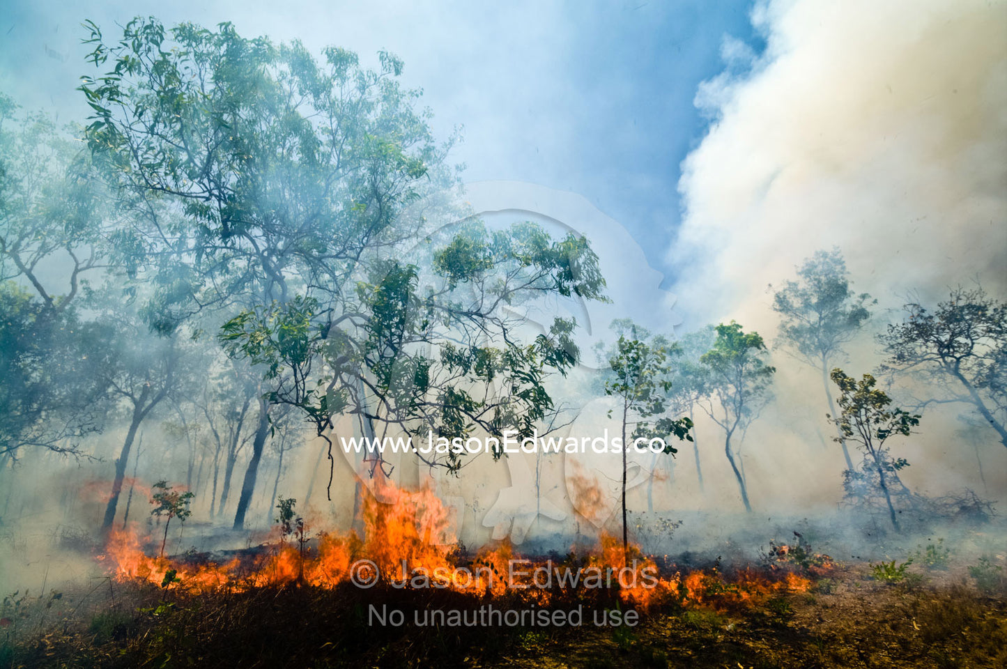 Raging flames burn Top End tropical grasslands and open woodland. Litchfield National Park, Northern Territory, Australia.