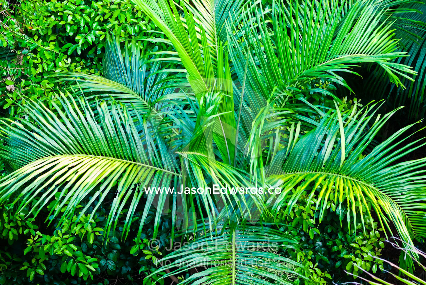 Looking down on a sprawling canopy of fronds of a Carpentaria palm. Florence Falls, Litchfield National Park, Northern Territory, Australia.
