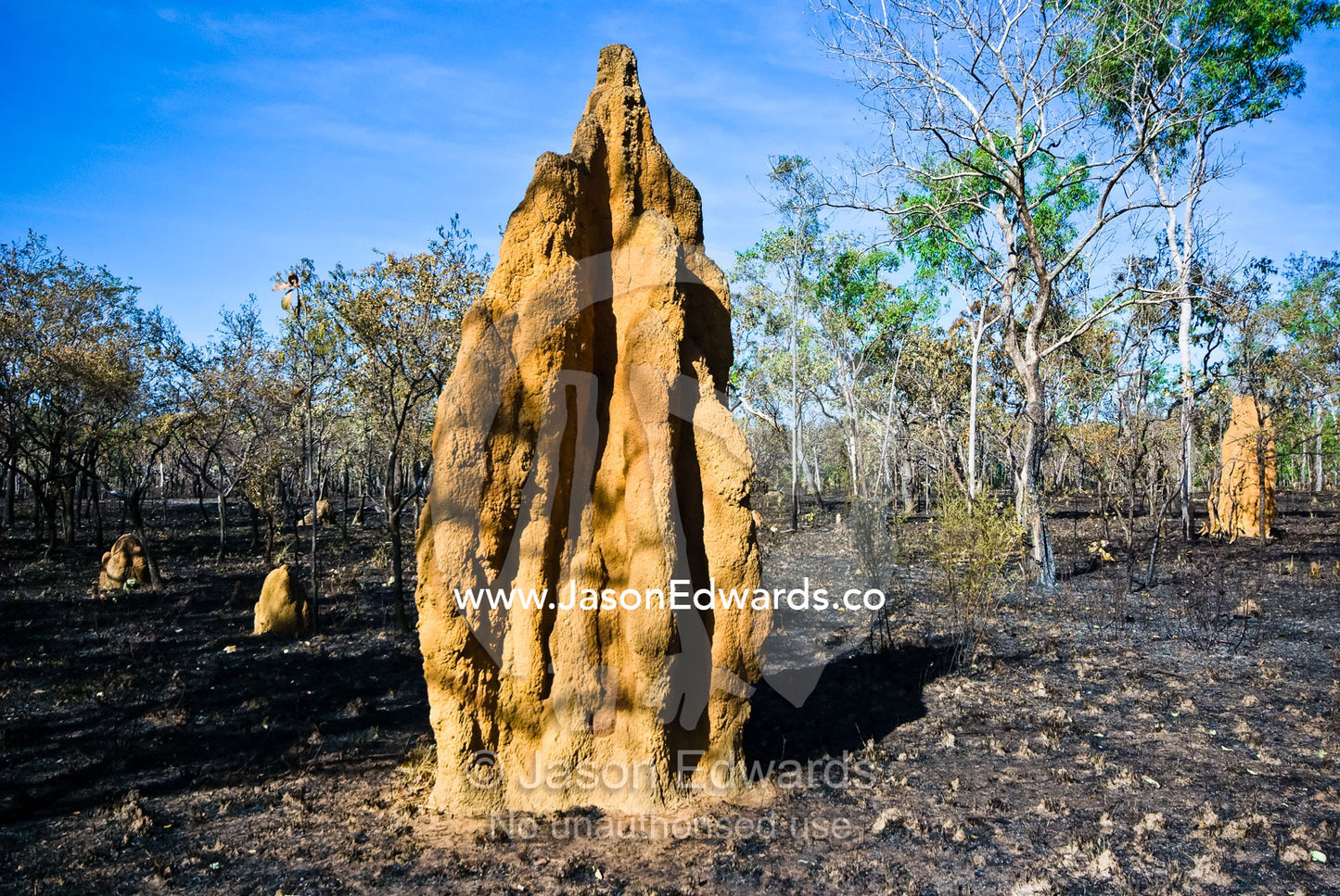 Textured and folded towering Cathedral termite mounds after a bushfire Litchfield National Park, Northern Territory, Australia.