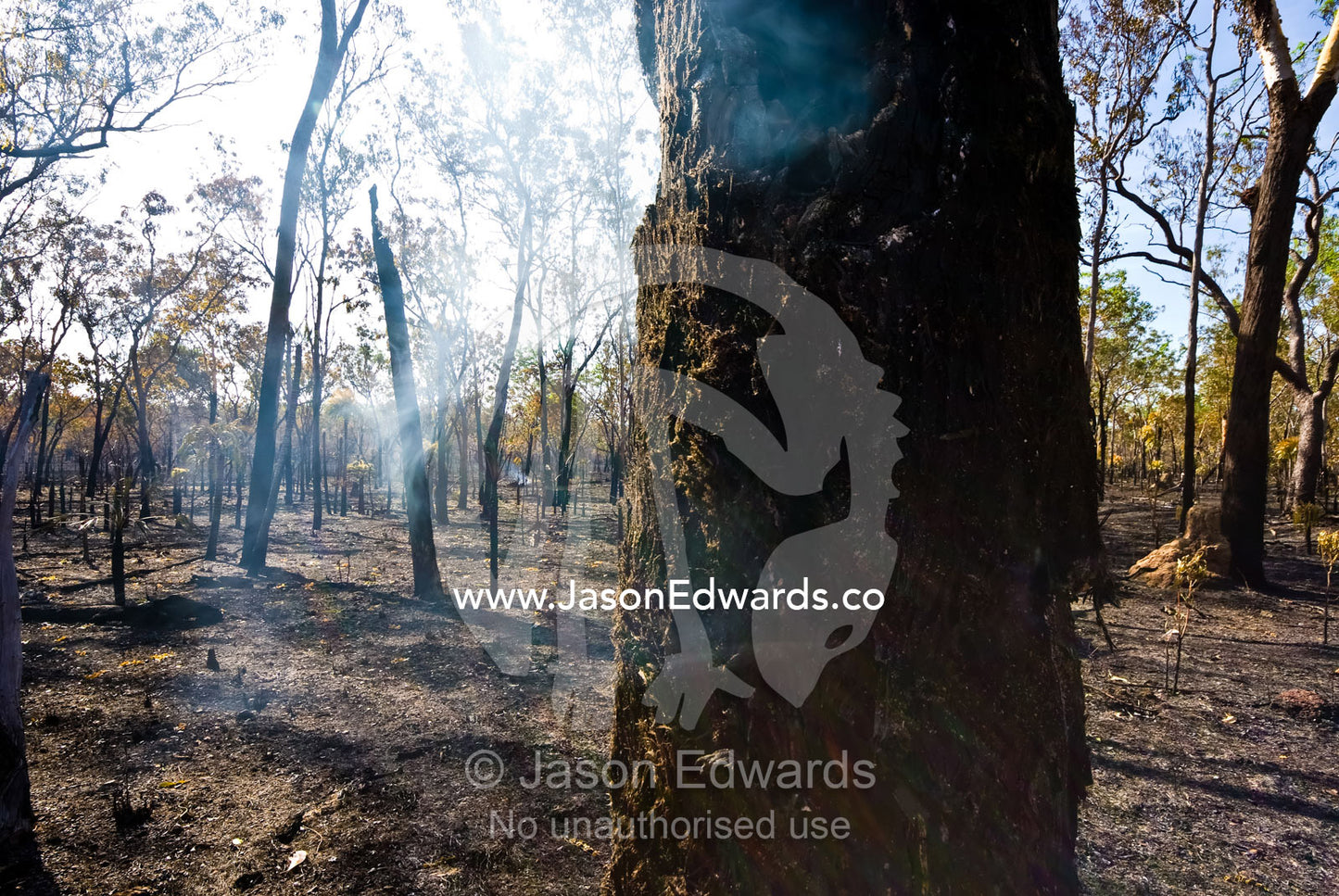 A smouldering tree trunk after a fire burns through open woodland. Litchfield National Park, Northern Territory, Australia.