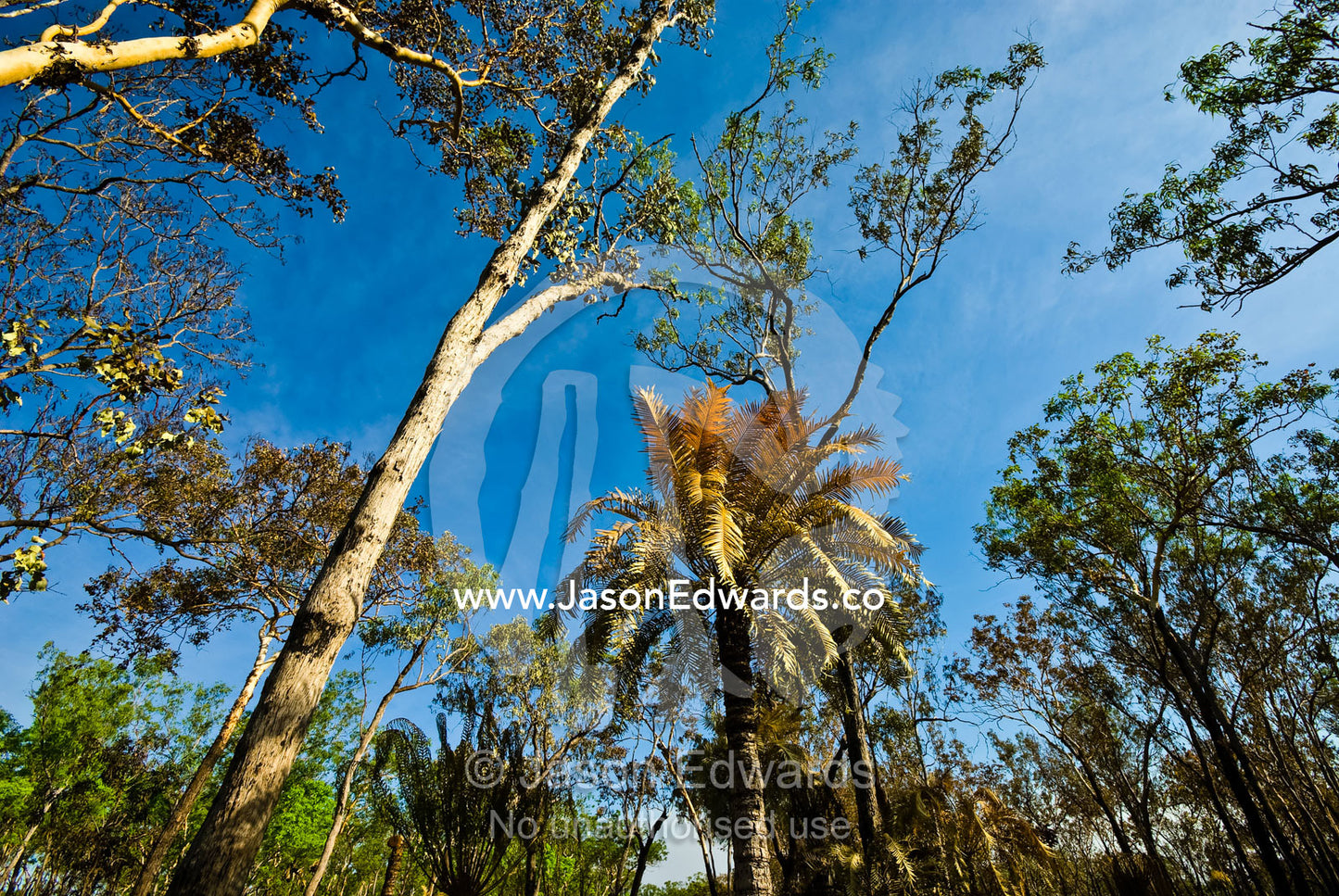 Burnt cycad fronds in the canopy of an open woodland after fire. Litchfield National Park, Northern Territory, Australia.