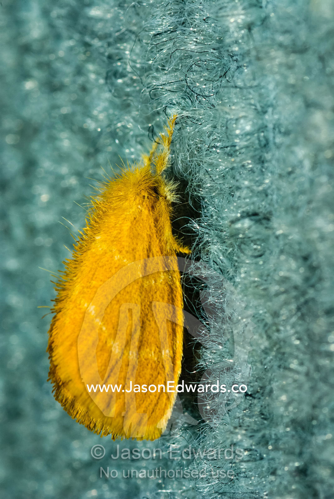A bright orange tussock moth covered in woolly hair-like scales. Batchelor, Northern Territory, Australia.