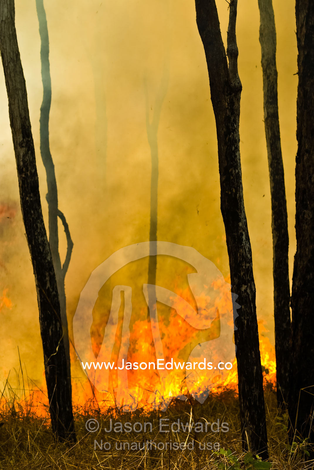 Raging flames burn Top End tropical grasslands and open woodland. Litchfield National Park, Northern Territory, Australia.