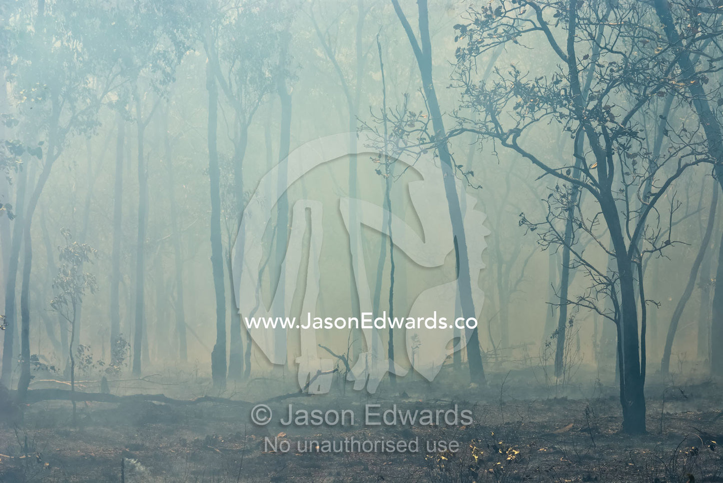 Smoke and smouldering earth after fire destroys a forest and grassland. Litchfield National Park, Northern Territory, Australia.