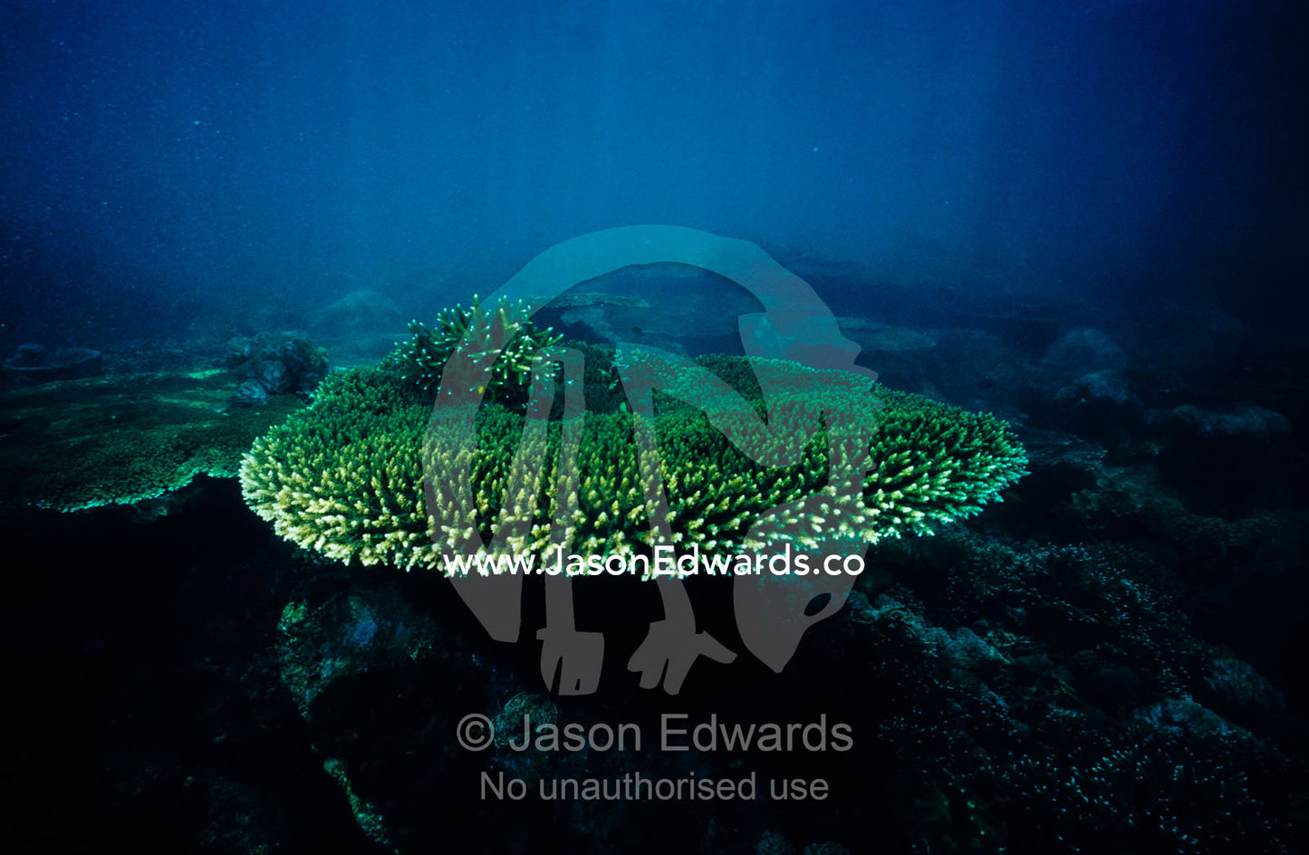 A large green Plate Coral, Acropora sp., Family Acroporidae. Lombok Strait, Nusa Lembongan, Bali, Indonesia.