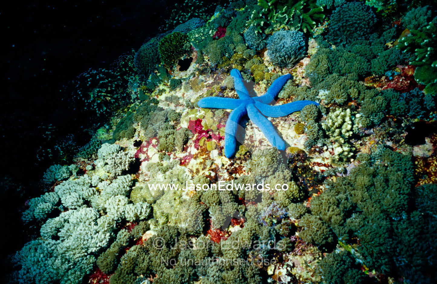 A bright Blue Seastar, Linkia laevigata surrounded by Soft Corals. Lembongan Point, Nusa Lembongan, Bali, Indonesia.