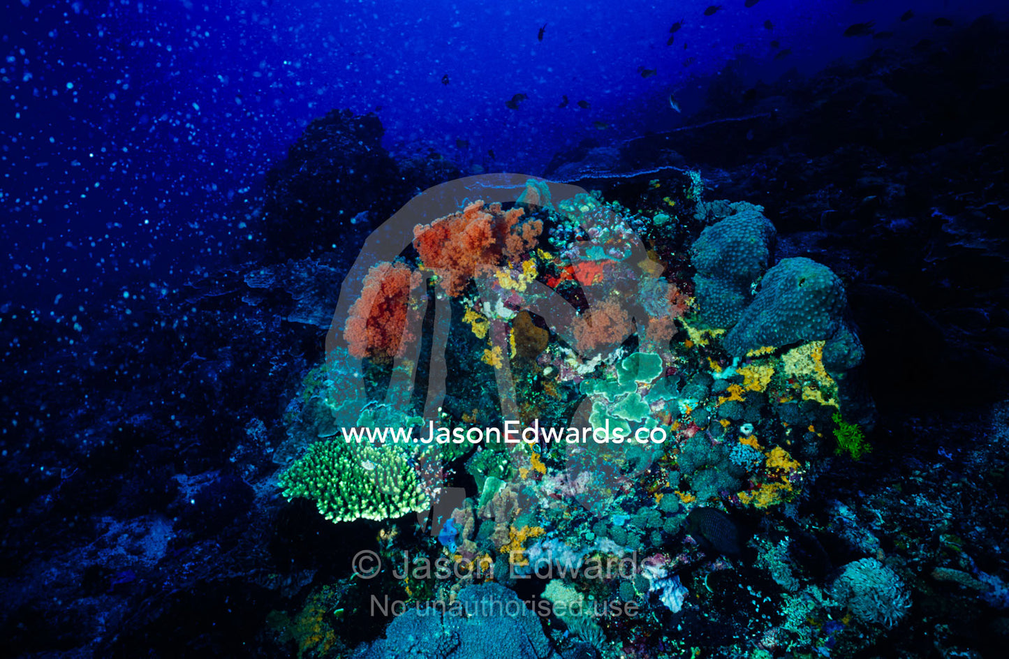 Cnidarians, sponges, Scleractinian corals and hydroids on a reef. Toyapakeh, Nusa Penida, Bali, Indonesia.