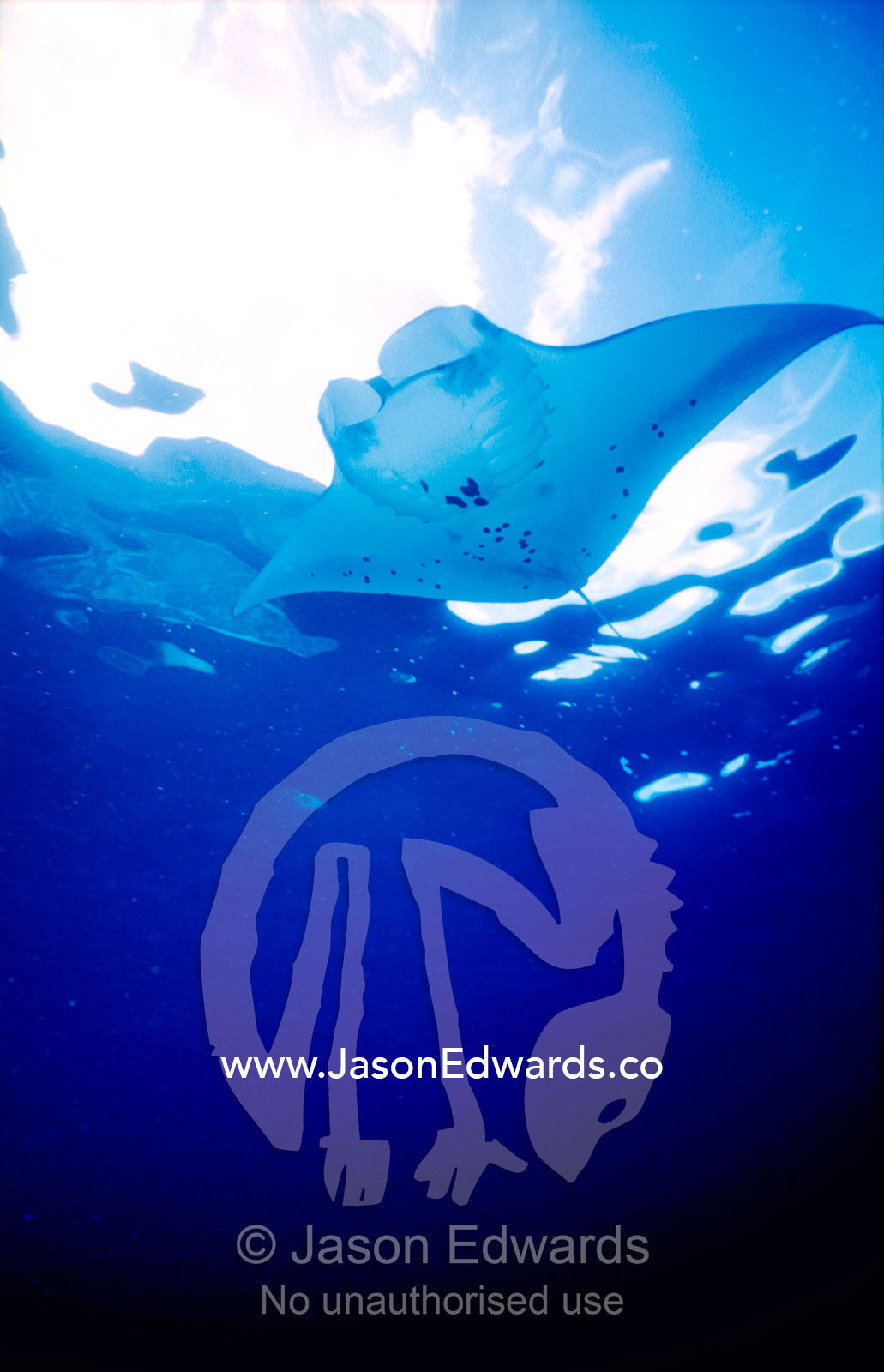 A graceful Manta Ray glides beneath the ocean surface filter feeding. Manta Point, Nusa Penida, Bali, Indonesia.