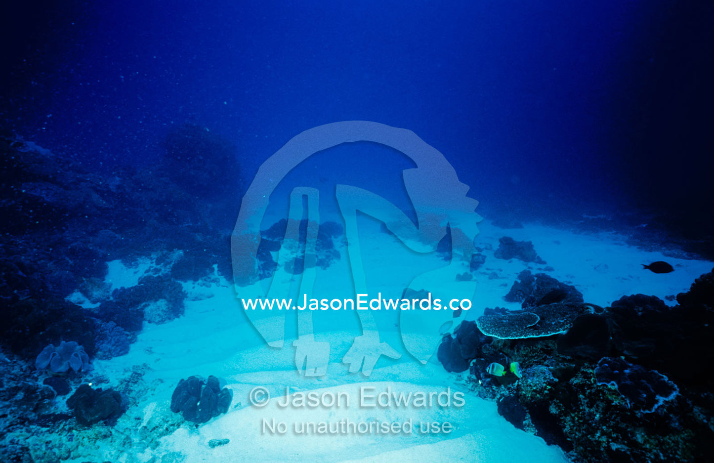 A small ray swims over the sandy ocean floor near coral reef outcrops. Manta Point, Nusa Penida, Bali, Indonesia.