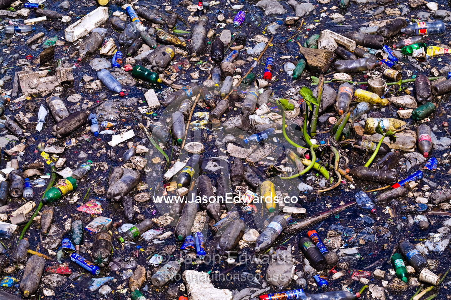 An aquatic river plant surrounded by plastic bottles and pollution. Rocha Bend, Riachuelo River, La Boca, Buenos Aires, Argentina.