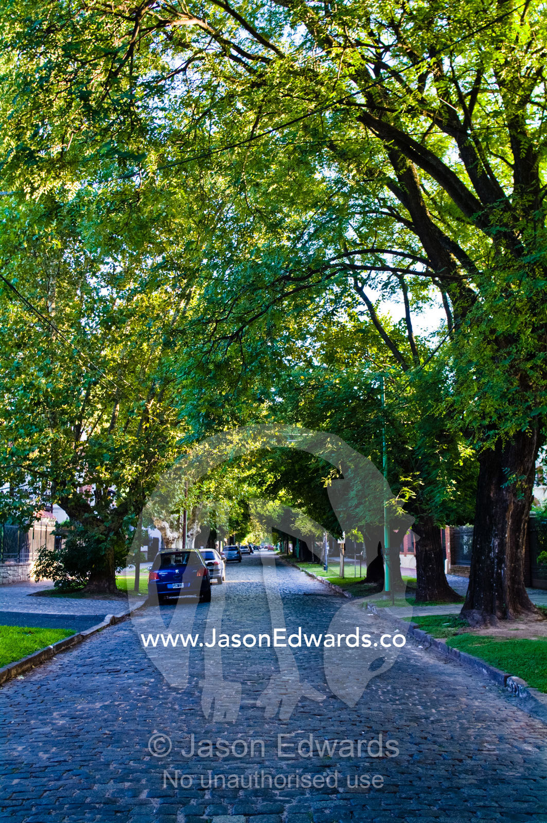 Lush trees line a cobblestone street in a wealthy Buenos Aires suburb. Banfield, Buenos Aires, Argentina.