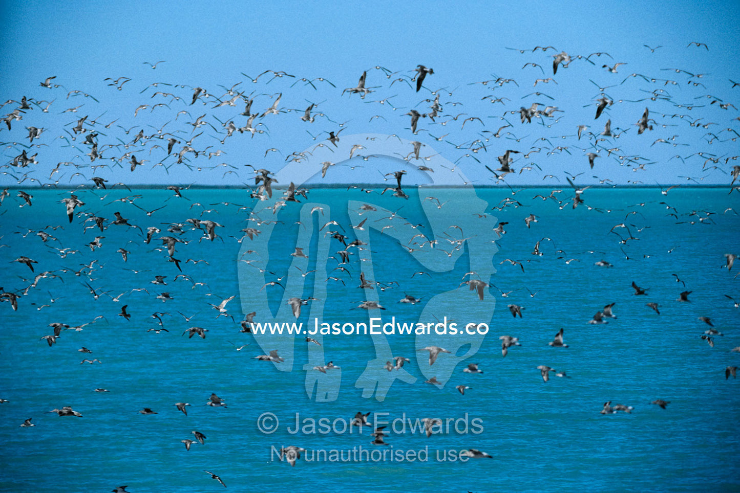 Bar-tailed godwit, common sandpipers and curlew sandpipers in flight. RAOU Bird Observatory, Broome Bird Observatory, Broome, Western Australia, Australia.