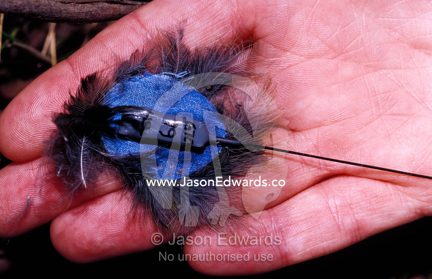 A radio tracking antenna and feathers from an helmeted honeyeater. Bunyip State Park Victoria, Australia.