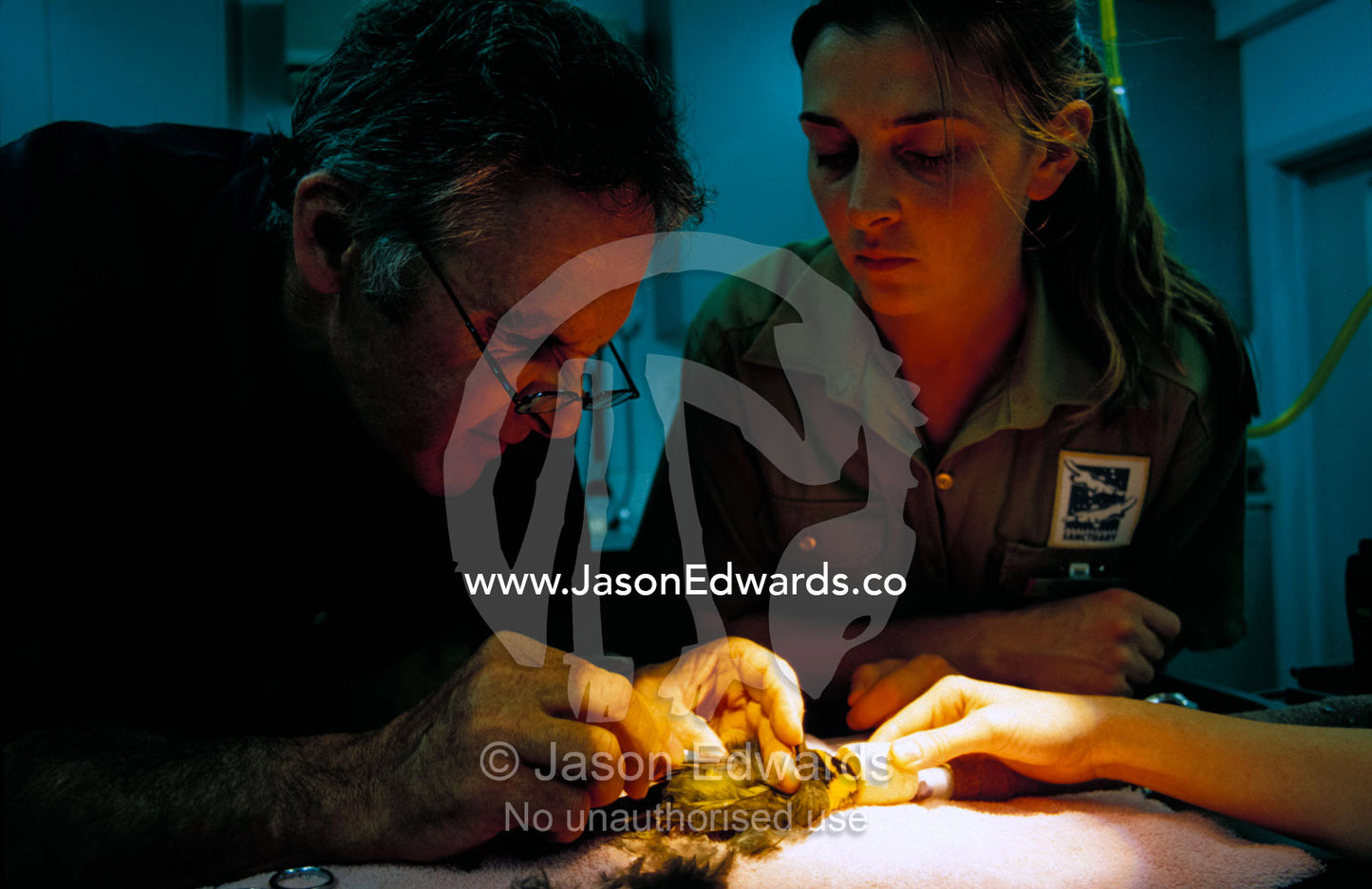 Vets attach a radio tracking antenna to a Helmeted Honeyeater. Healesville Sanctuary, Victoria, Australia.