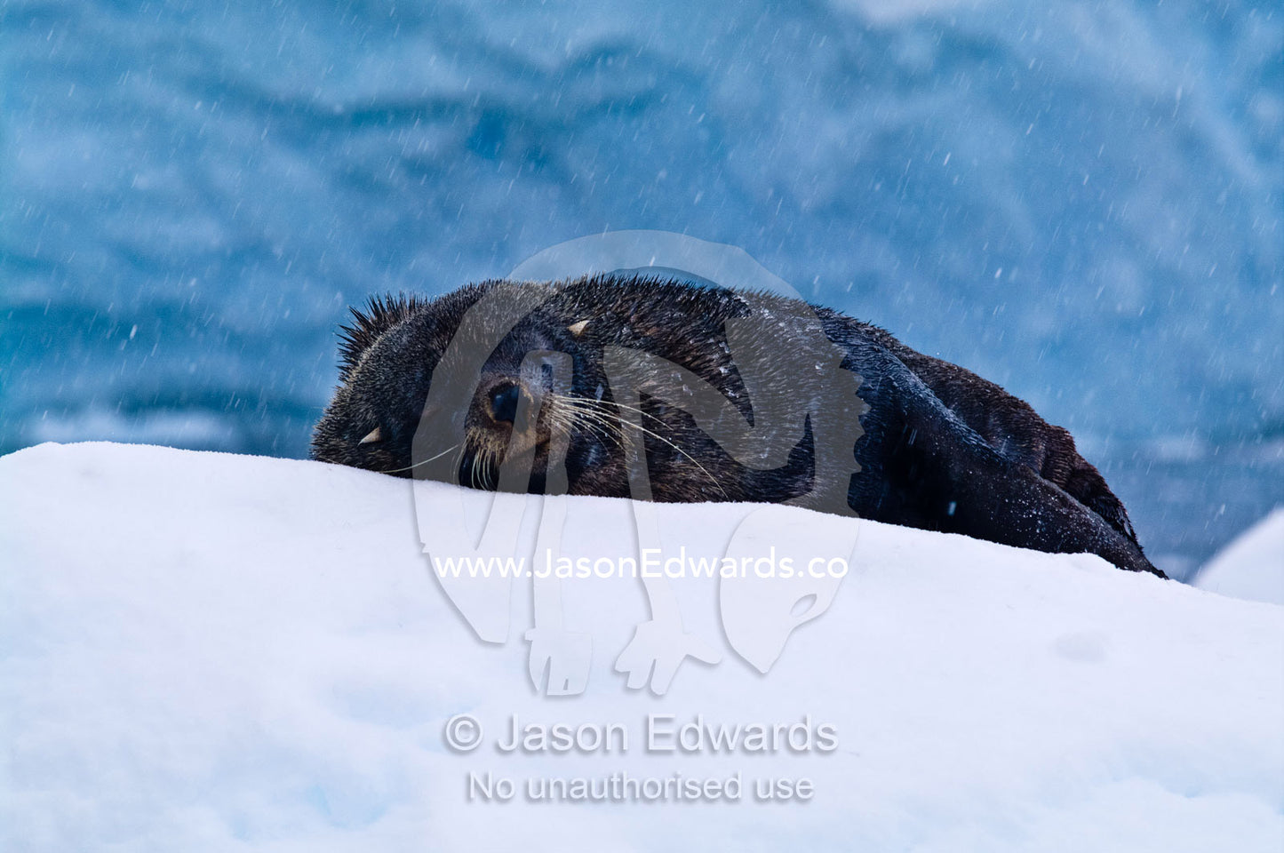 An Antarctic Fur Seal sleeping on an iceberg during a snow storm. Crystal Sound, Hansen Island, Hanusse Bay, Antarctic Peninsula, Antarctic Circle, Antarctica.