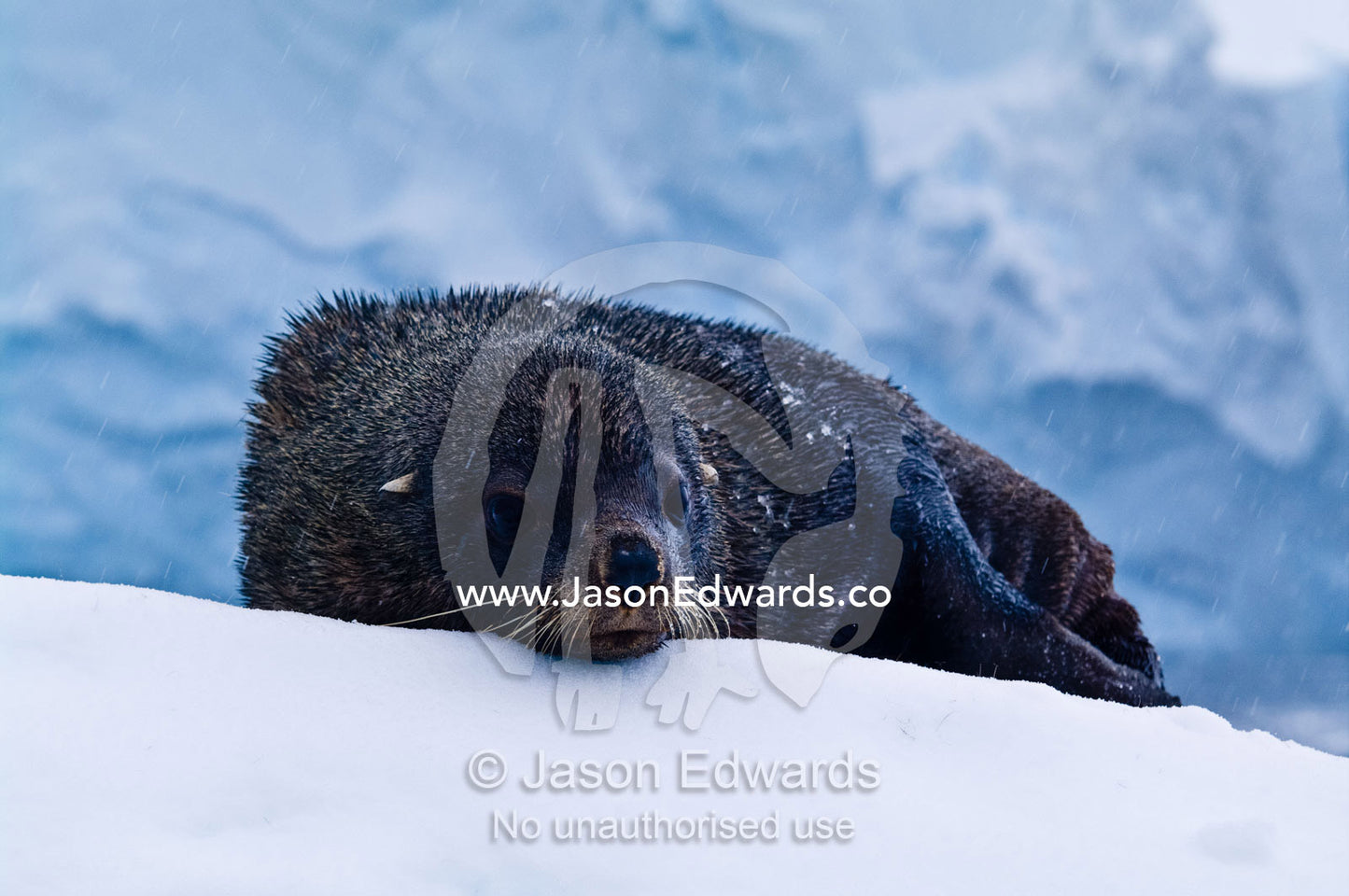 An Antarctic Fur Seal resting on an iceberg during a snow storm. Crystal Sound, Hansen Island, Hanusse Bay, Antarctic Peninsula, Antarctic Circle, Antarctica.