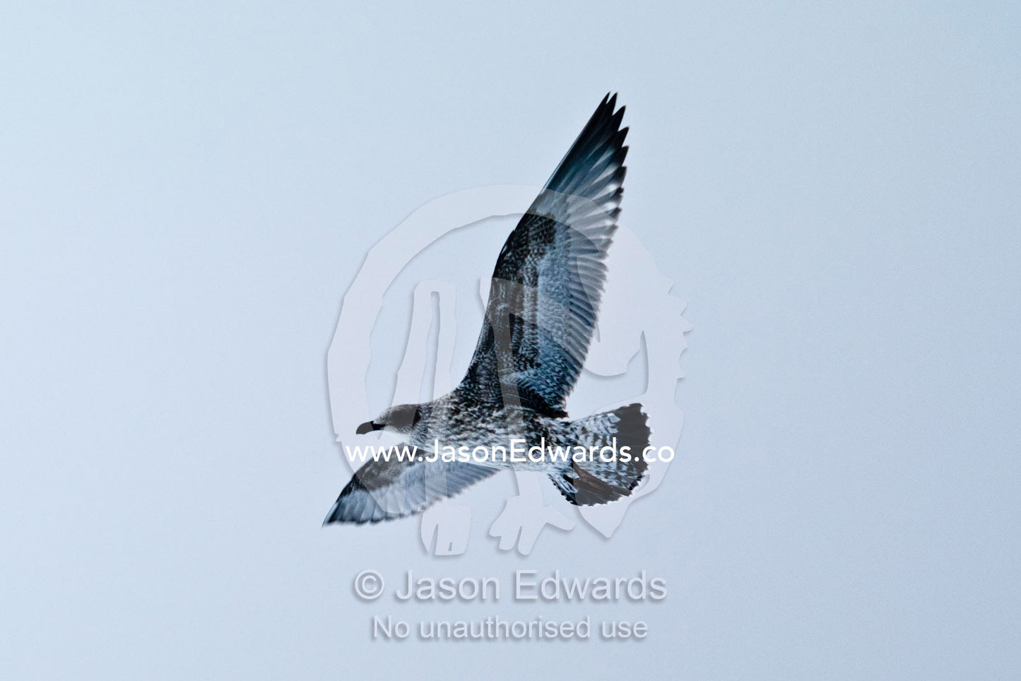 The subtle moulted wing feathers of a sub-adult Brown Skua in flight. Crsytal Sound, Hanusse Bay, Antarctic Peninsula, Antarctic Circle, Antarctica.
