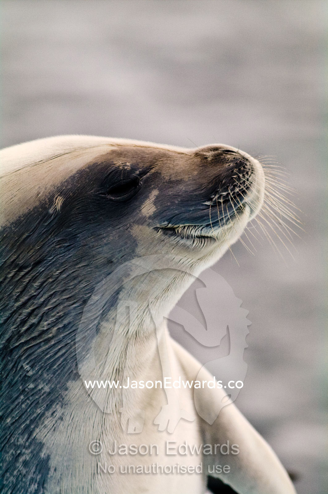 A Crabeater Seal with long whiskers and wet fur from lying on ice. Detaille Island, Antarctic Peninsula, Antarctic Circle, Antarctica.