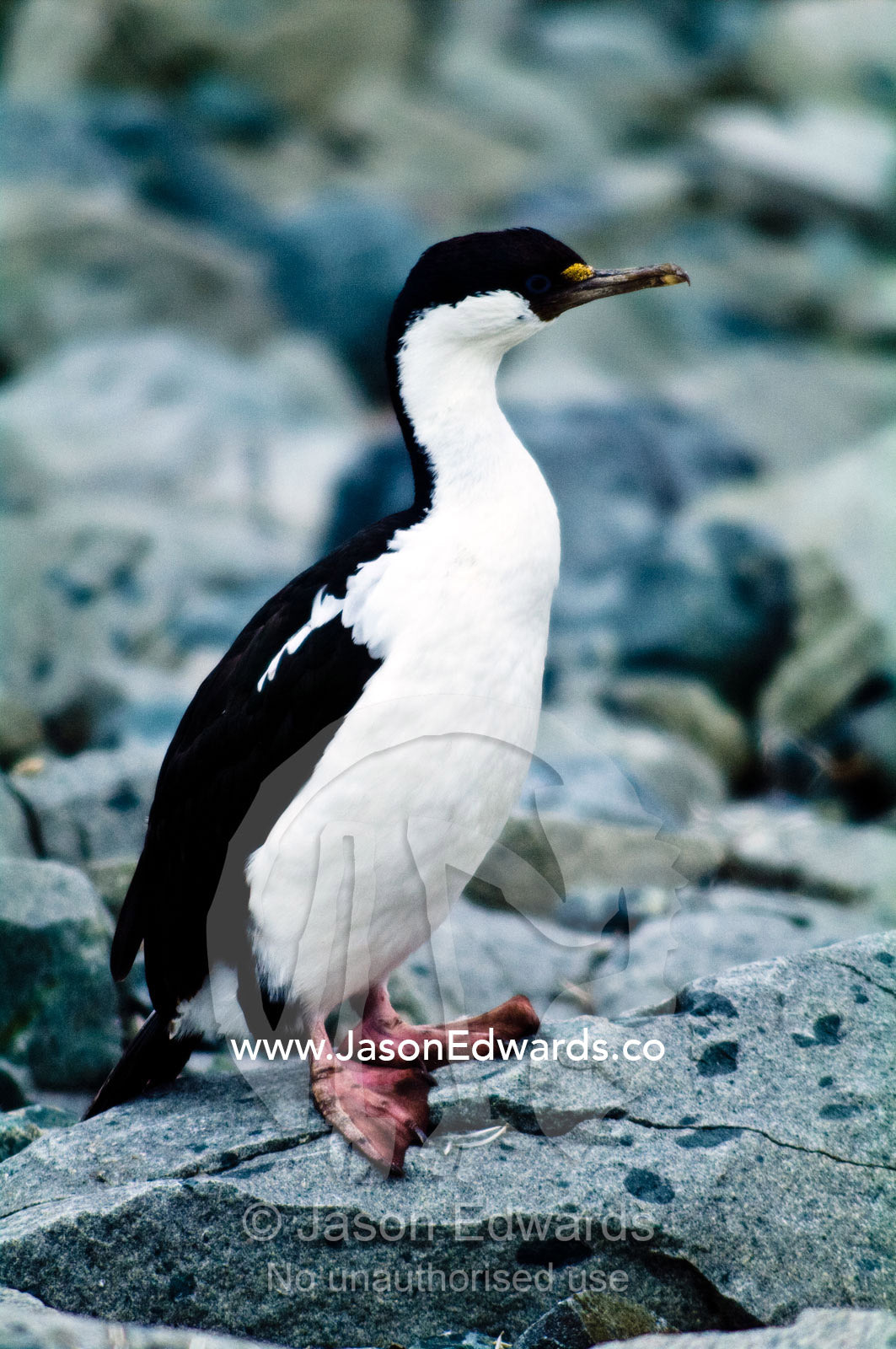 An Antarctic Shag resting on a rocky shoreline. Prospect Point, Crystal Sound, Antarctic Peninsula, Antarctic Circle, Antarctica.