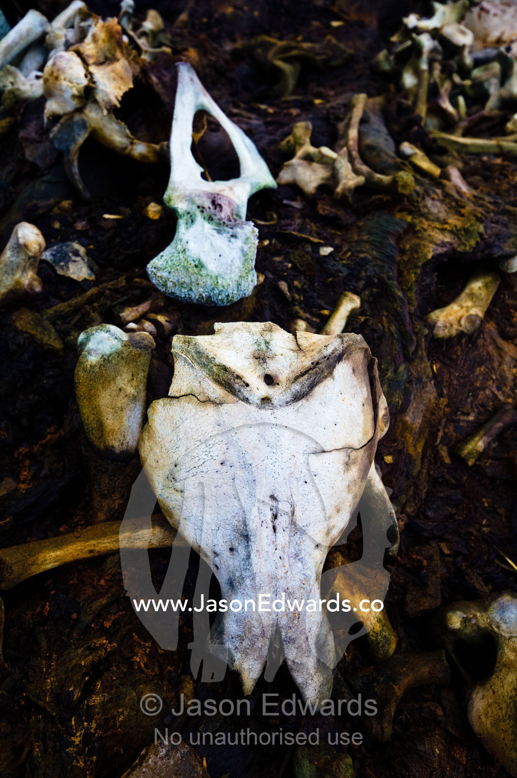 A seal skull and bones bleached on a beach after a sealers slaughter. Prospect Point, Crystal Sound, Antarctic Peninsula, Antarctic Circle, Antarctica.