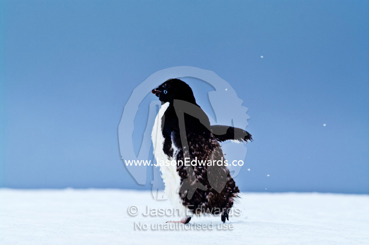 A cute Adelie Penguin marching across a snowy plain with flippers out. Prospect Point, Crystal Sound, Antarctic Peninsula, Antarctic Circle, Antarctica.