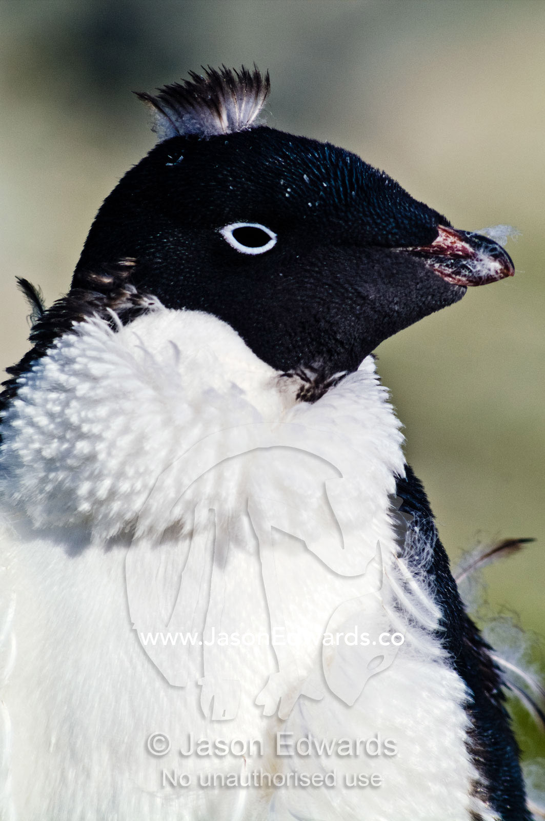 An ungainly funny-looking moulting Adelie Penguin with a mohawk. Prospect Point, Crystal Sound, Antarctic Peninsula, Antarctic Circle, Antarctica.