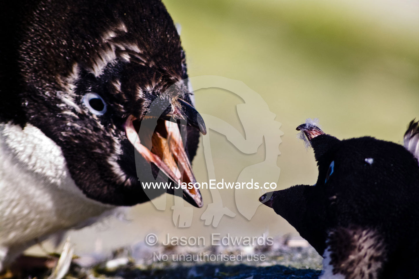 Two large Adelie Penguin chicks fight using their razor-sharp beaks. Prospect Point, Crystal Sound, Antarctic Peninsula, Antarctic Circle, Antarctica.
