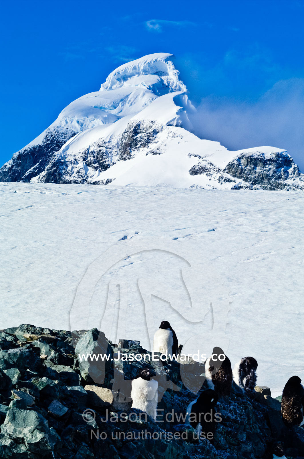 A rookery of Adelie Penguins nesting on a small diorite outcrop. Prospect Point, Crystal Sound, Antarctic Peninsula, Antarctic Circle, Antarctica.