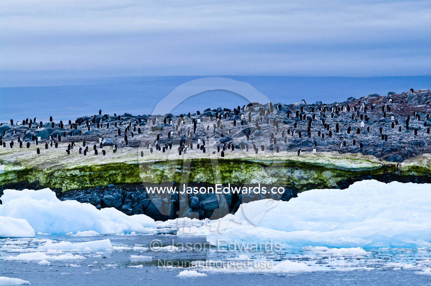 Adelie Penguins on an island covered in green Snow Algae, cryoalgae. Fish Islands, Flouder Island, The Minnows, Crystal Sound, Antarctic Peninsula, Antarctic Circle, Antarctica.