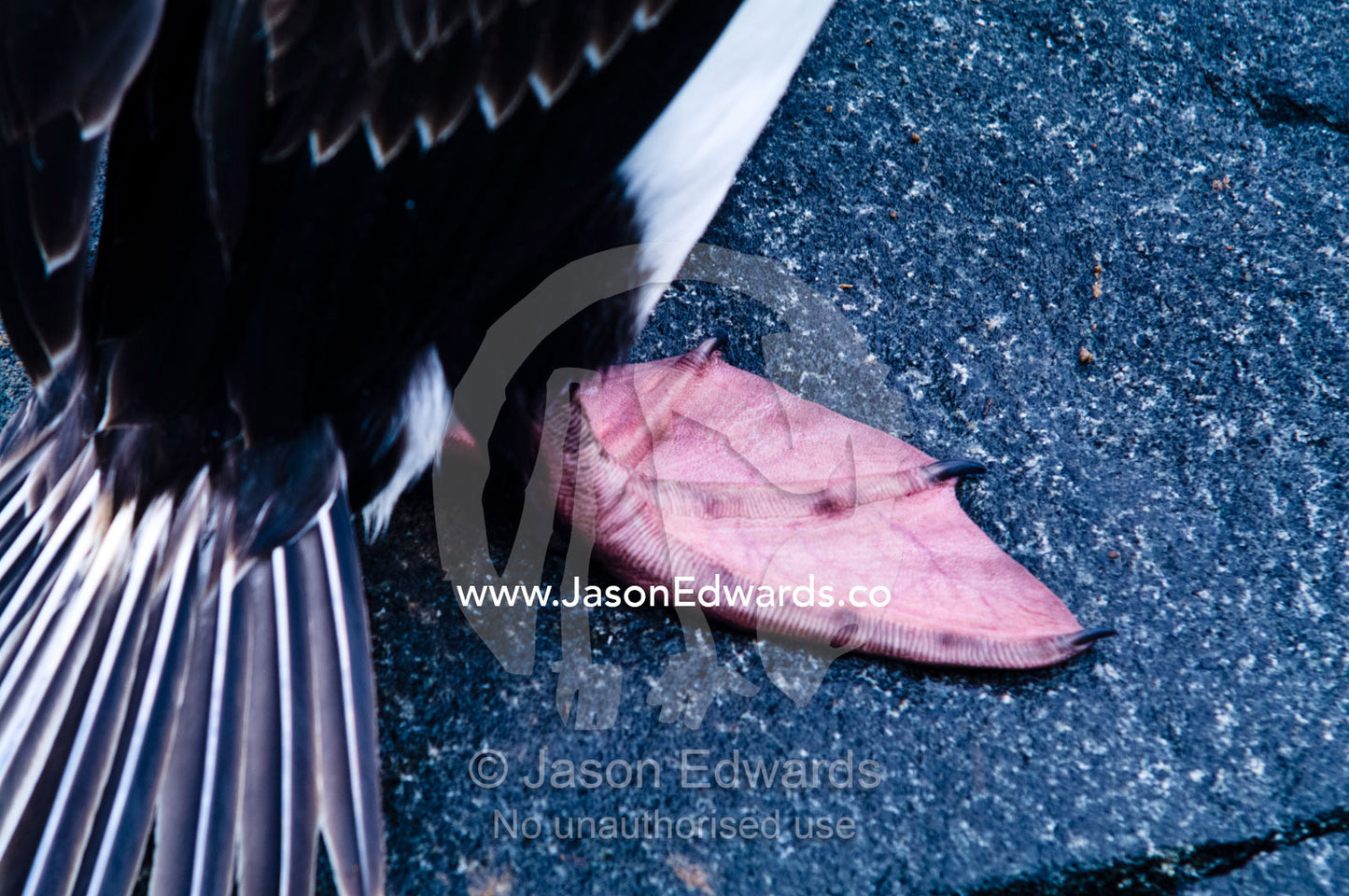 The webbed feet of an Antarctic Shag resting on a rocky shoreline. Fish Islands, Flouder Island, The Minnows, Crystal Sound, Antarctic Peninsula, Antarctic Circle, Antarctica.